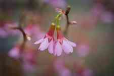 Farmers Branch: blossom, cherry, Sakura