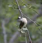 Farmers Branch: bird, ornithology, white-browed laughingthrush